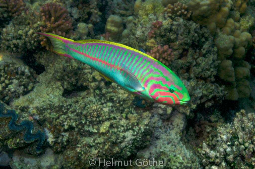 Thalassoma klunzingeri, Regenbogen-Lippfisch, m, RMUBHaRisüSchn, 2010-08-16, DSC_0386.jpg