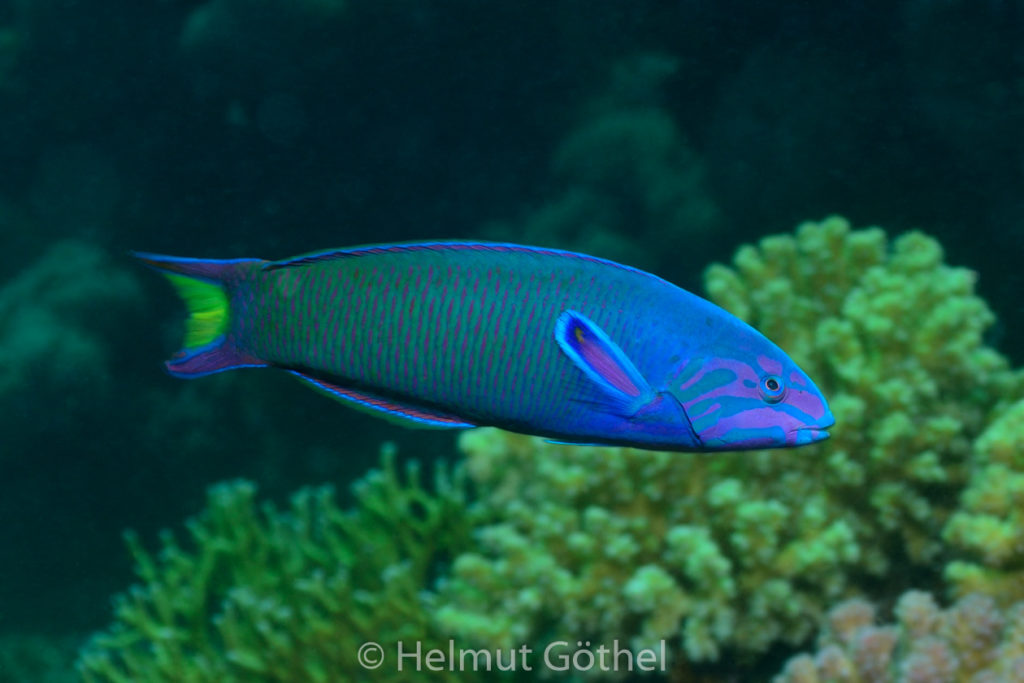 Thalassoma lunara, Mondsichel-Lippfisch, -Junker, m, RMCoMaShurno nachm, 2014-07-07, DSC_6971.jpg