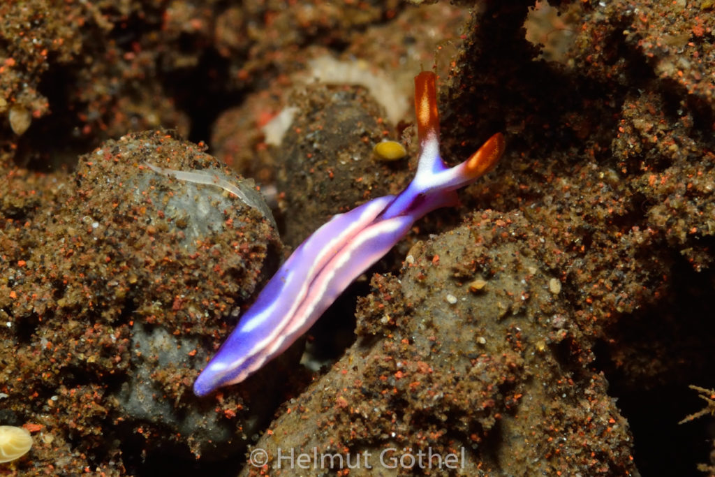 Thuridilla albopustulosa, Weißstreifen-Saftsauger, BaTuBaNi_2017-09-06, UWB_5742.jpg