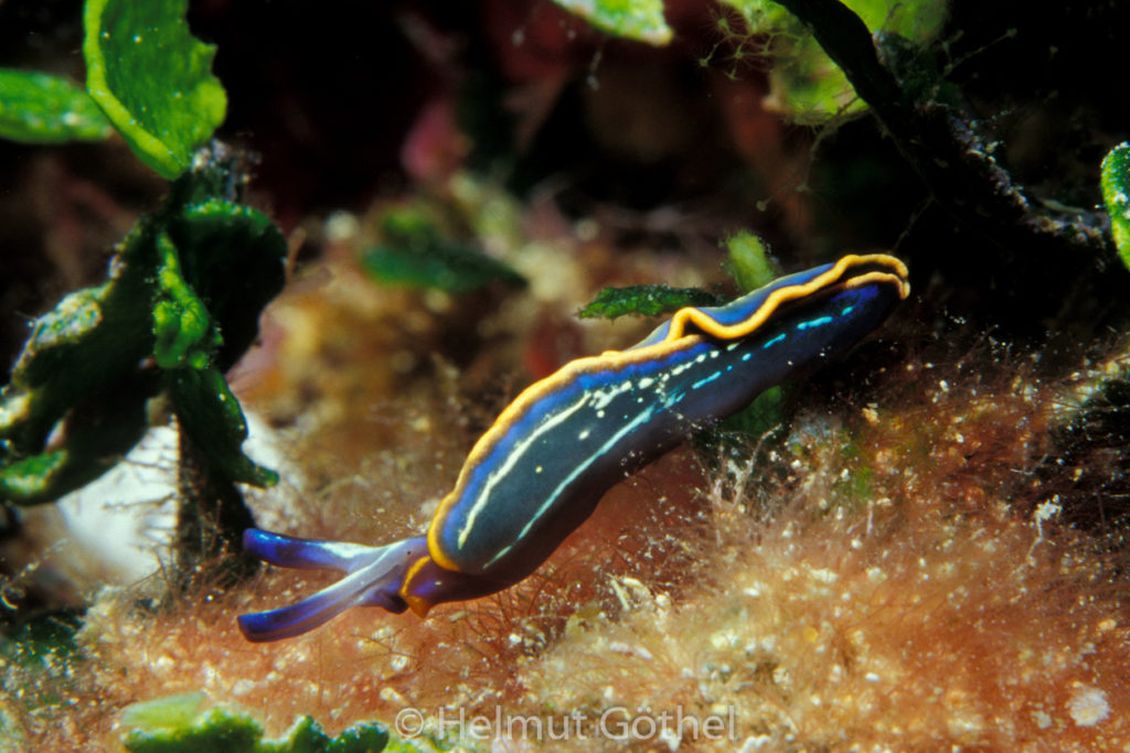 Thuridilla hopei, Gestreifter Saftsauger, 001, MiIbSaMiIsMu_2009-07.jpg
