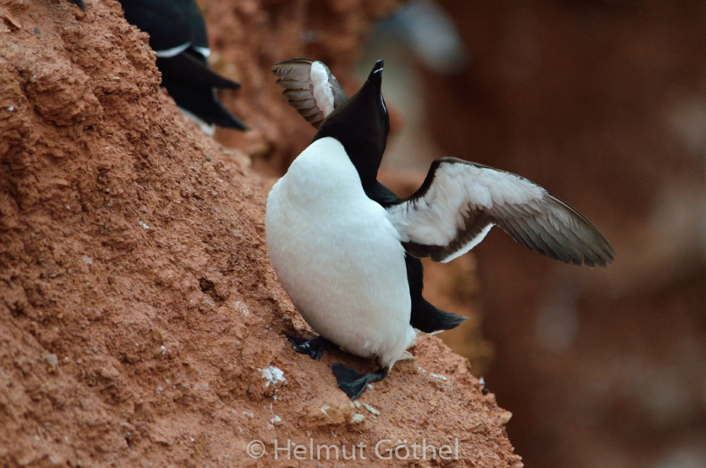 Tordalk, Helgoland 2015-06-18, DSC_0739.jpg