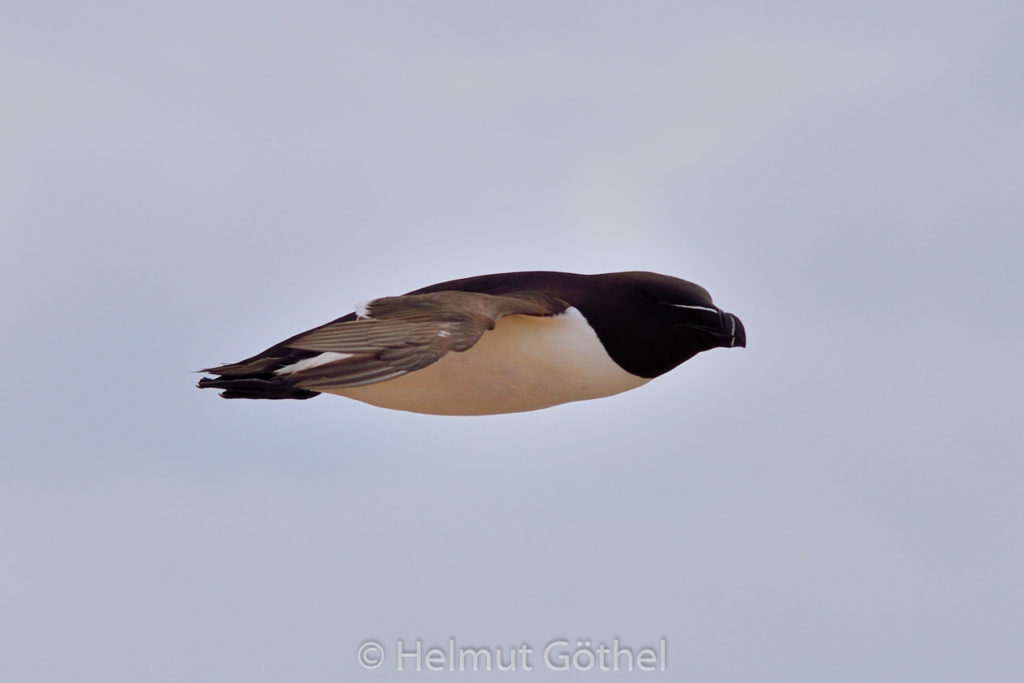 Tordalk, Helgoland 2015-06-19, DSC_1373.jpg
