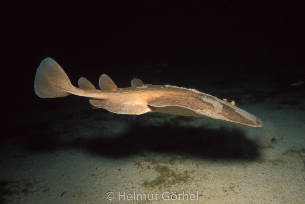 Torpedo marmorata, Marmor-Zitterrochen, 004, MiIbCoWr_1987-07.jpg