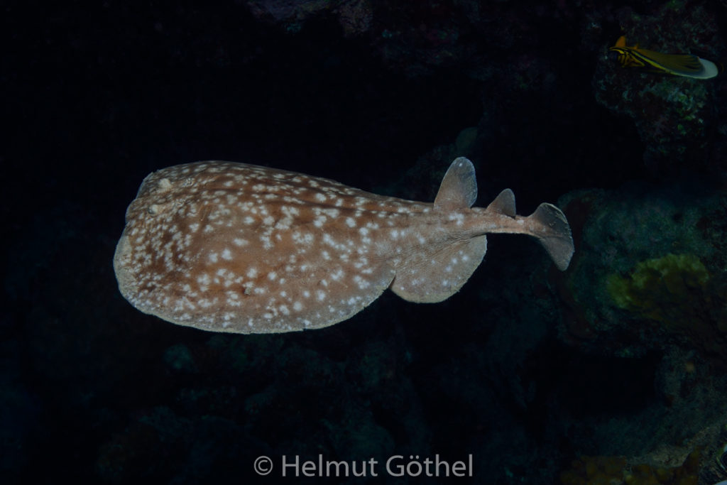 Torpedo sinuspersici, Indischer Marmor-Zitterrochen, RMCoBeBu-2013-07-09, DSC_4486.jpg