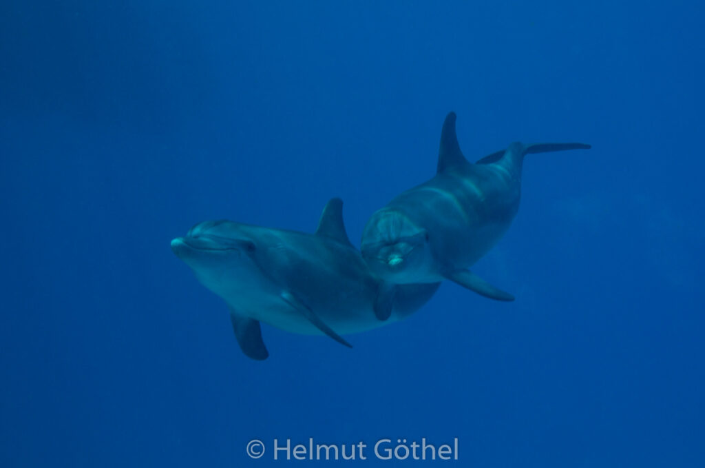 Tursiops aduncus, Kleiner Tümmler, RMCoBeUmElrBu_2013-07-05, DSC_3921.jpg