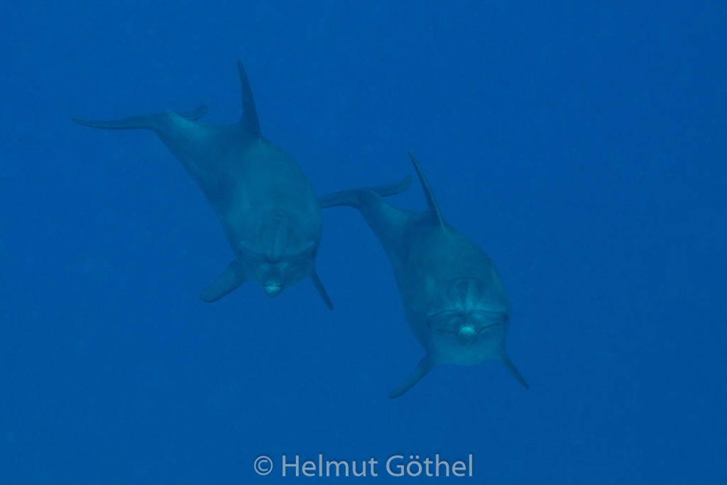 Tursiops aduncus, Kleiner Tümmler, RMCoBeUmElrBu_2013-07-05, DSC_3930.jpg