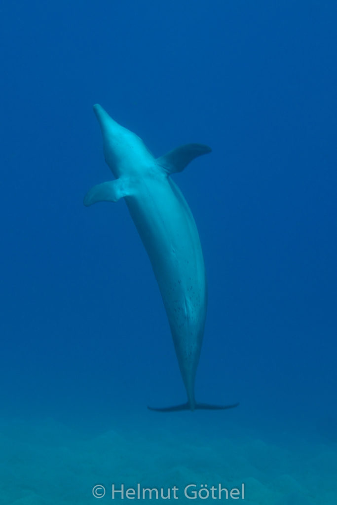 Tursiops aduncus, Kleiner Tümmler, RMCoBeUmElrBu_2013-07-05, DSC_3949.jpg