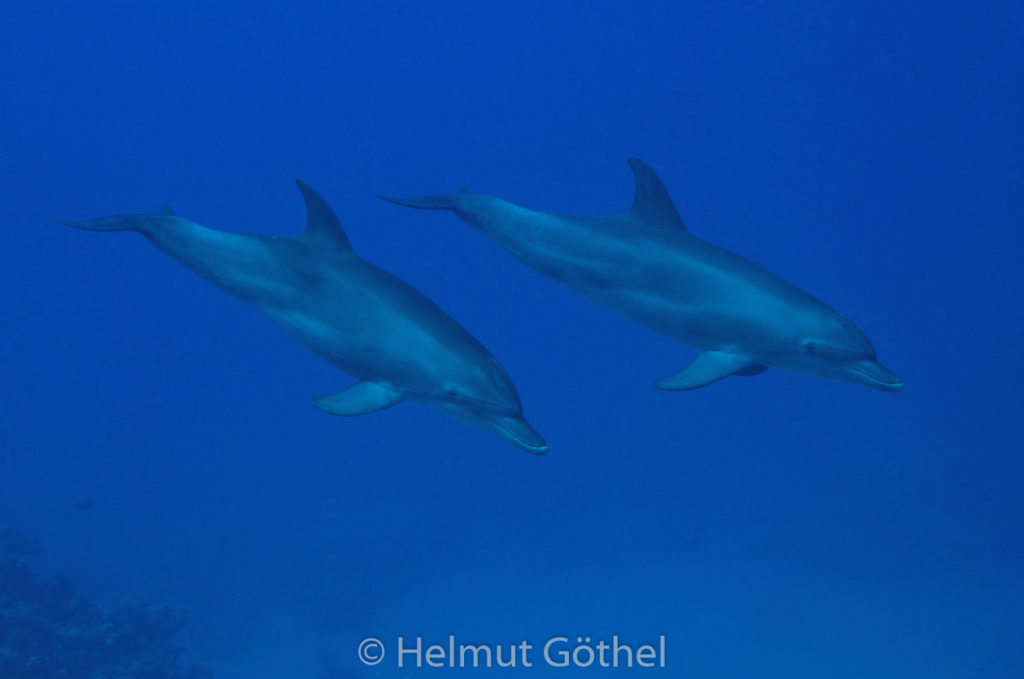 Tursiops aduncus, Kleiner Tümmler, RMCoBeUmElrBu_2013-07-05, DSC_3984.jpg