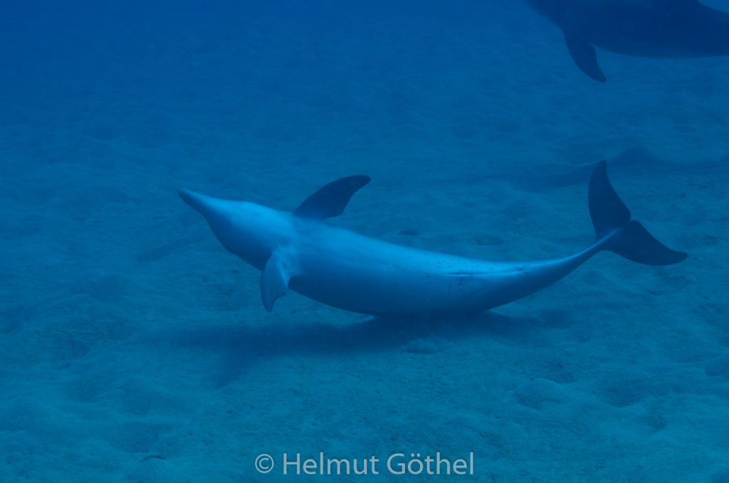 Tursiops aduncus, Kleiner Tümmler, RMCoBeUmElrBu_2013-07-05, DSC_3991.jpg