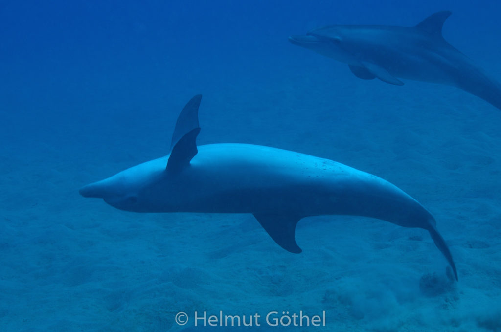 Tursiops aduncus, Kleiner Tümmler, RMCoBeUmElrBu_2013-07-05, DSC_3992.jpg