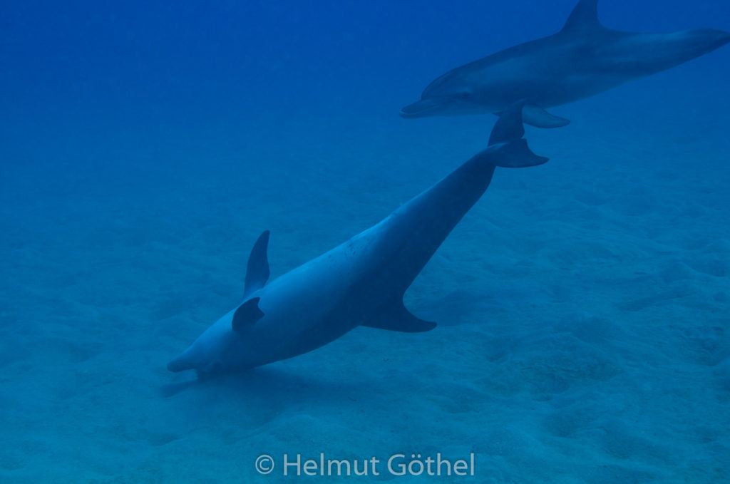Tursiops aduncus, Kleiner Tümmler, RMCoBeUmElrBu_2013-07-05, DSC_3993.jpg