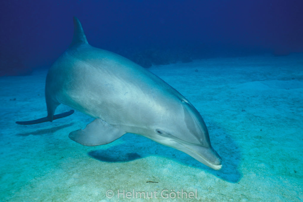 Tursiops truncatus, Großer Tümmler, 001, KarRoaAnKe_2001-07.jpg