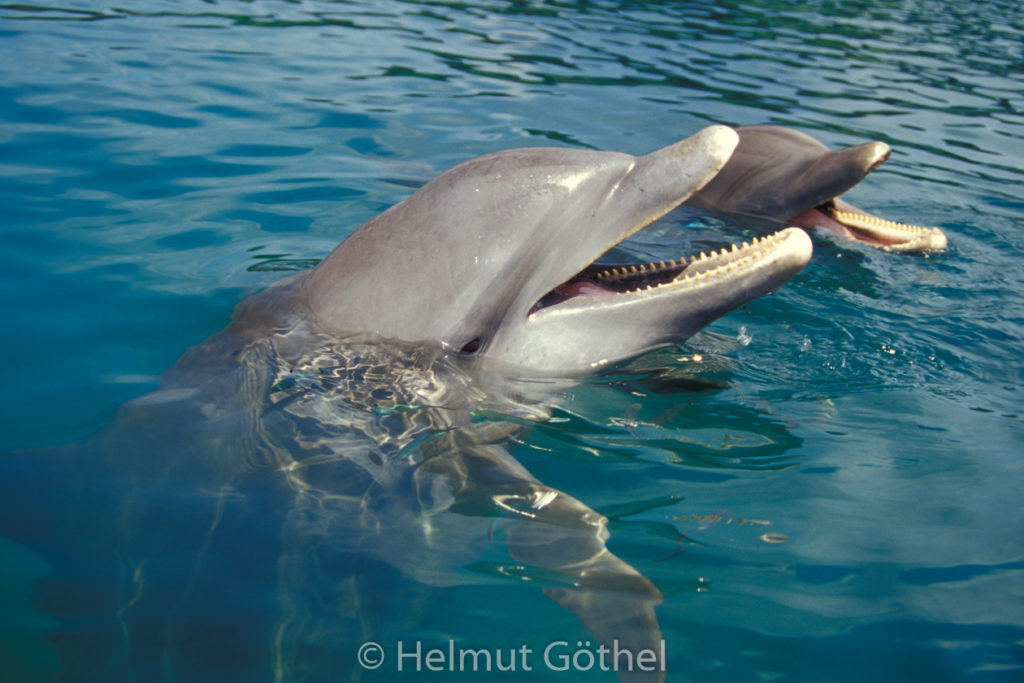 Tursiops truncatus, Großer Tümmler, 021, KarRoaAnKe_2001-07.jpg
