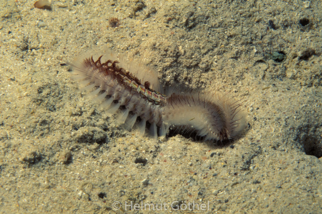 unidentified Errantia, 002, GalIsLo_1996-10.jpg