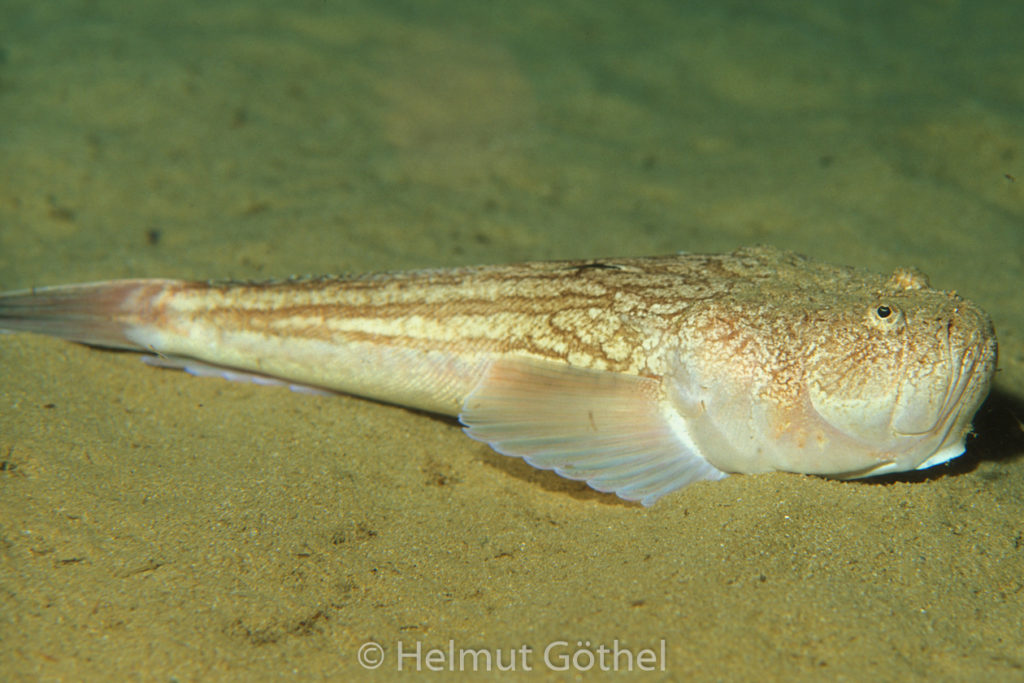Uranoscopus scaber, Himmelsgucker, 002, MiIBPoSaMiBu, nacht_1993-09.jpg