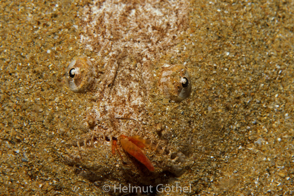Uranoscopus scaber, Himmelsgucker, Köder-Attrappe, 01, nacht, MiIbSaMiBu1993-09.jpg