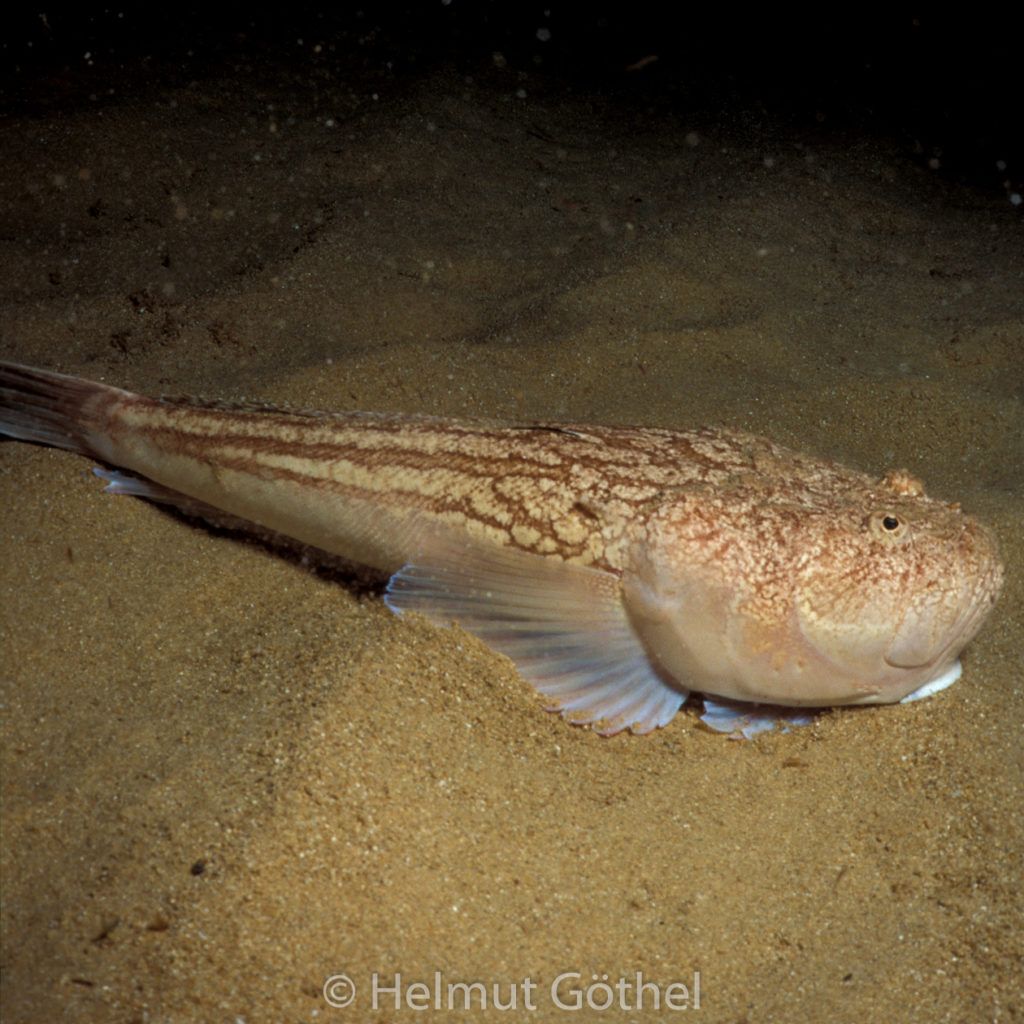 Uranoscopus scaber, Himmelsgucker, nacht, 003, MiIbSaMiBu_1993-09.jpg