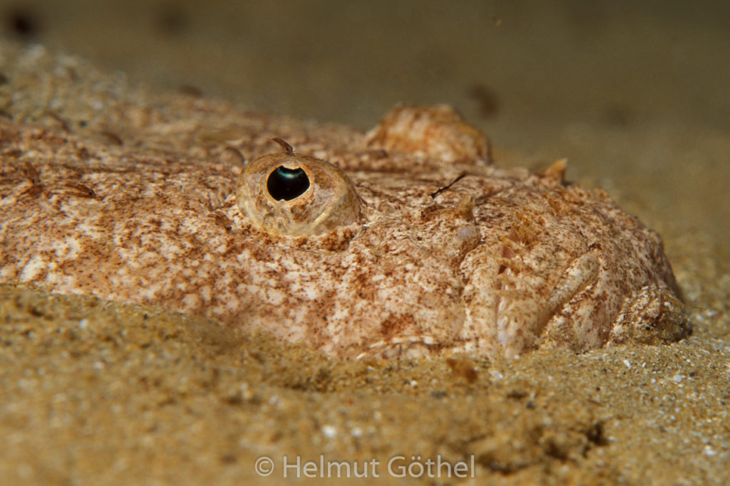 Uranoscopus scaber, Himmelsgucker, Portrait, nacht, 002, MiIbSaMiBu_1993-09.jpg