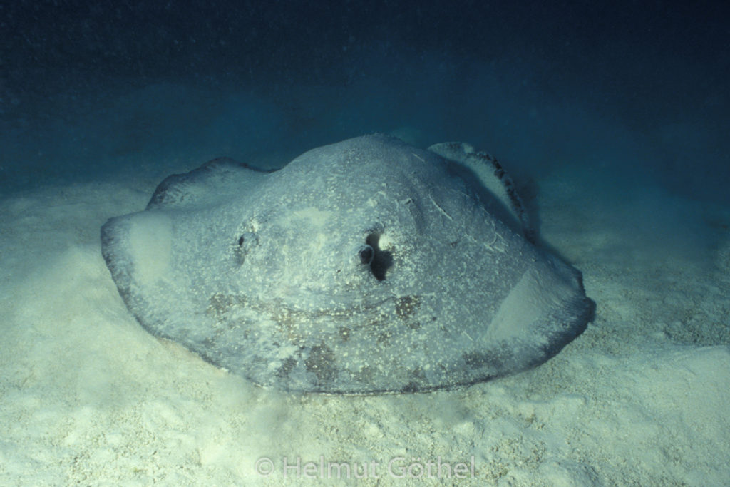 Urogymnus asperrimus, Igelrochen, 001, MalViFa_1991-03.jpg
