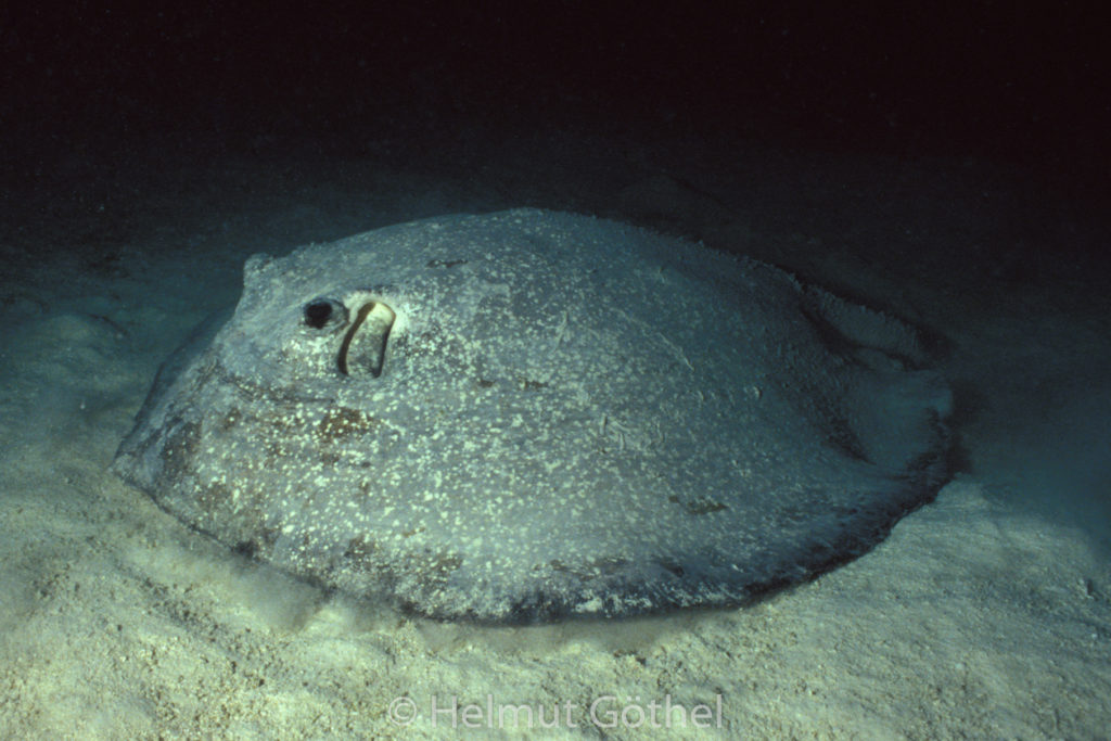 Urogymnus asperrimus, Igelrochen, 003, MalViFa_1991-03.jpg