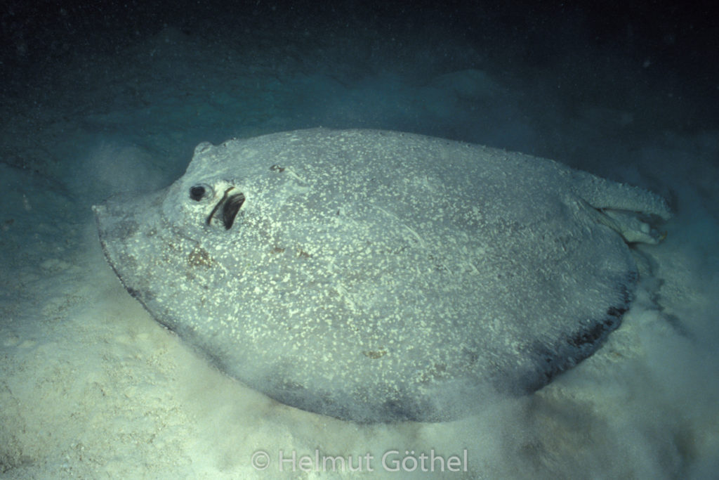 Urogymnus asperrimus, Igelrochen, 004, MalViFa_1991-03.jpg