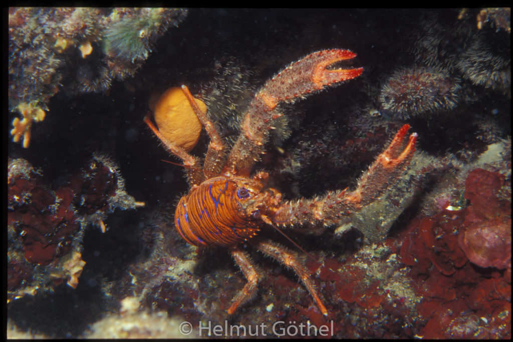 UW Kroatien, 084, nacht, Galathea strigosa, Bunter Springkrebs, MiKrOGRoSt2010-07.jpg