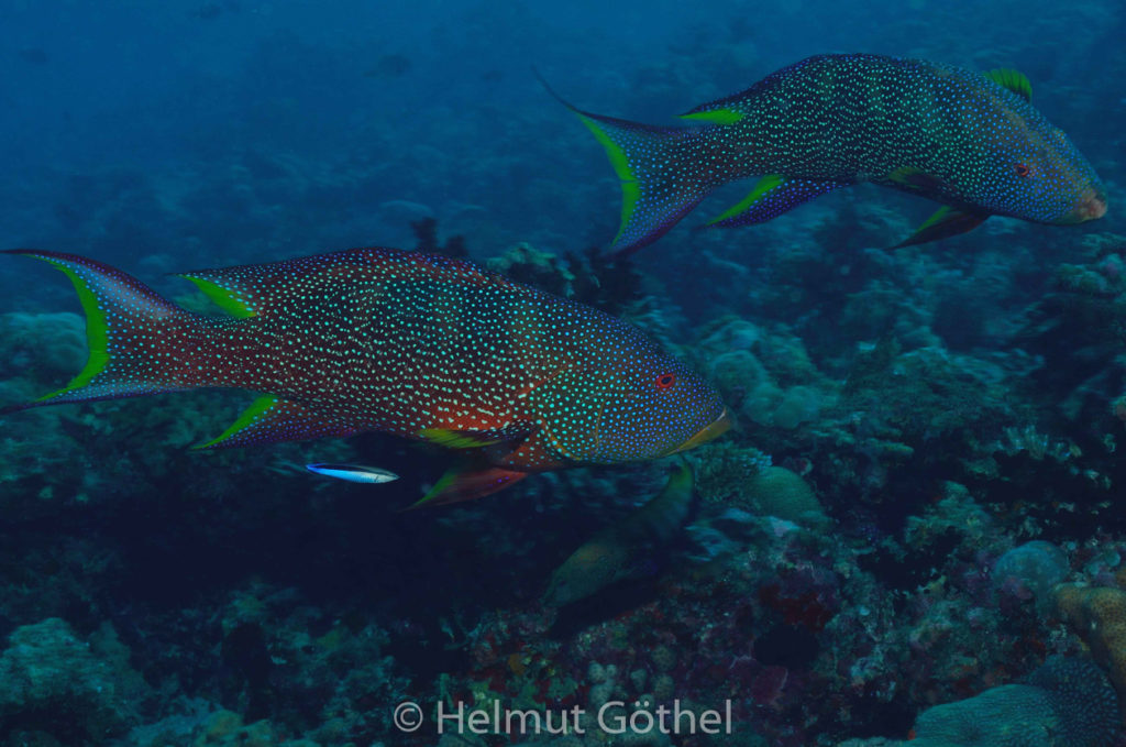 Variola louti, Mondflossen-Zackenbarsch, Labroides dimidiatus, Gemeiner Putzerfisch, MalEmbHaRi78_2015-09-25, DSC_9764, klein.jpg