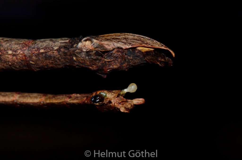 Xenophasmina simile -Chiang Mai-, adult, Männchen, Spermatophore, Weibchen, DSC_6597.jpg