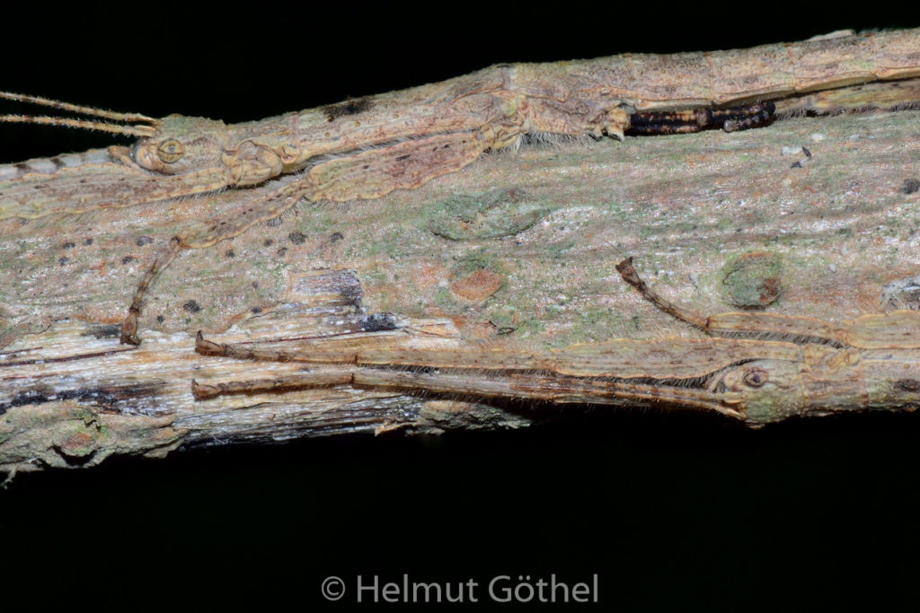 Xenophasmina simile -Chiang Mai-, DSC_5741.jpg