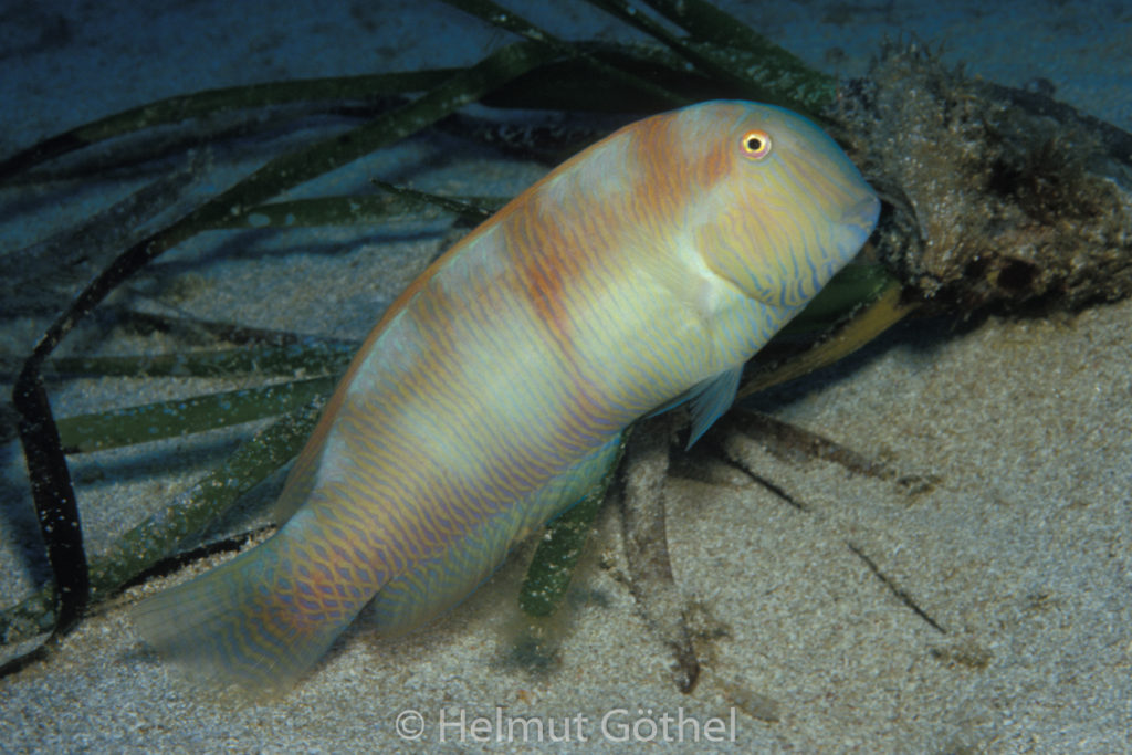 Xyrichthys novacula, Schermesserfisch, Sandtaucher, Männchen, 010, MIIbSaMiMu_1987-08.jpg