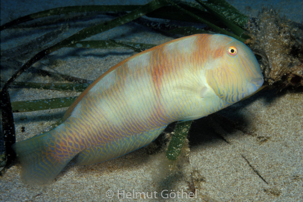 Xyrichthys novacula, Schermesserfisch, Sandtaucher, Männchen, 011, MIIbSaMiMu_1987-08.jpg