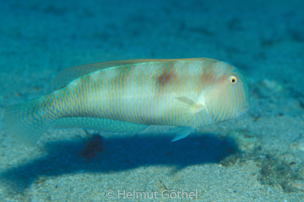 Xyrichthys novacula, Schermesserfisch, Sandtaucher, Männchen, 024, MIIbSaMiMu_2000-07.jpg
