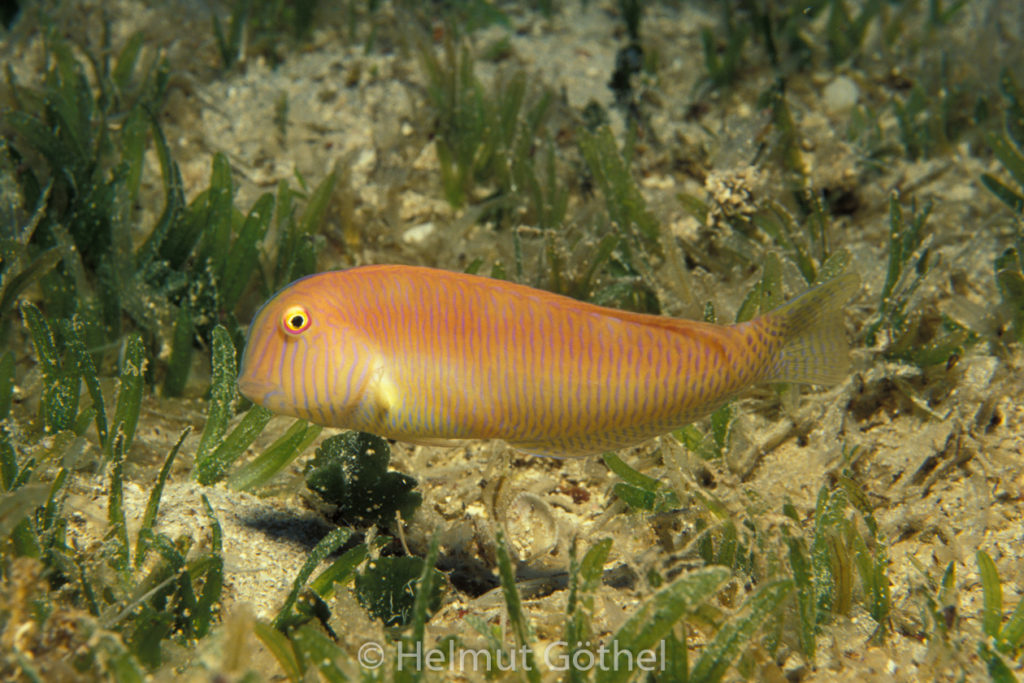 Xyrichthys novacula, Schermesserfisch, Sandtaucher, Männchen, 033, MITüKas_1990-09.jpg
