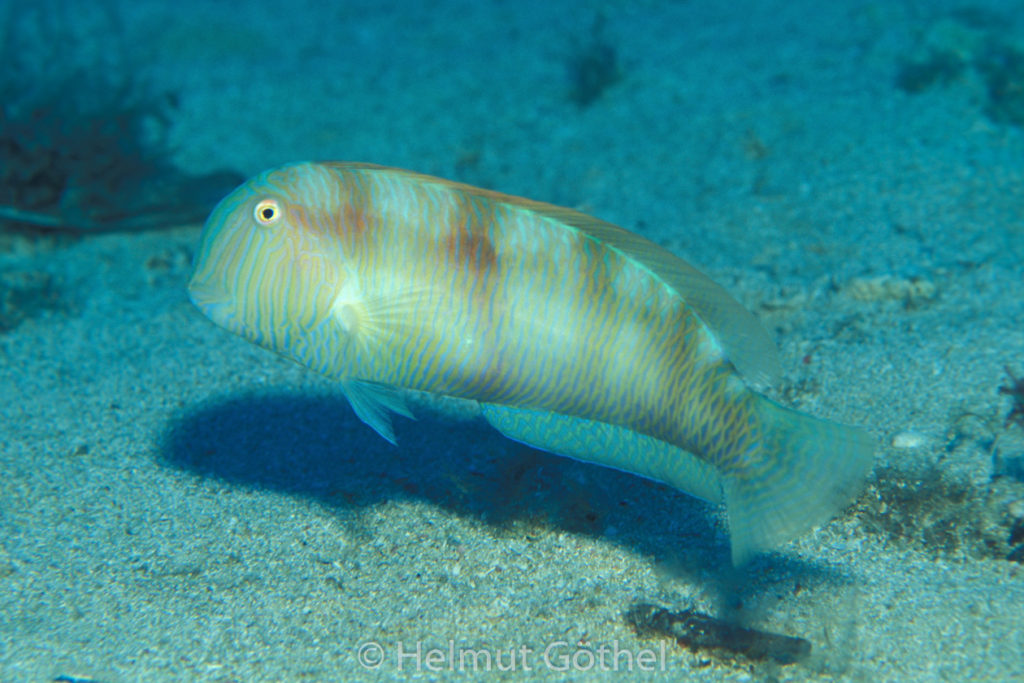 Xyrichthys novacula, Schermesserfisch, Sandtaucher, Männchen, 035, MIIbPoSaMiIsMu_1999-08.jpg