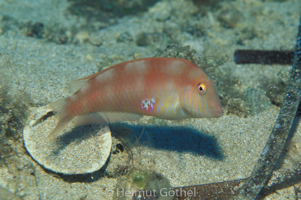 Xyrichthys novacula, Schermesserfisch, Sandtaucher, Weibchen, 018, MIIbSaMiMu_1999-08.jpg
