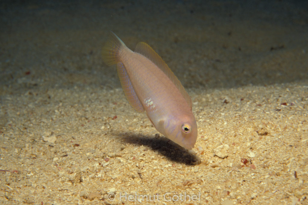 Xyrichthys novacula, Schermesserfisch, Sandtaucher, Weibchen, 028, MITüKas_1990-09.jpg