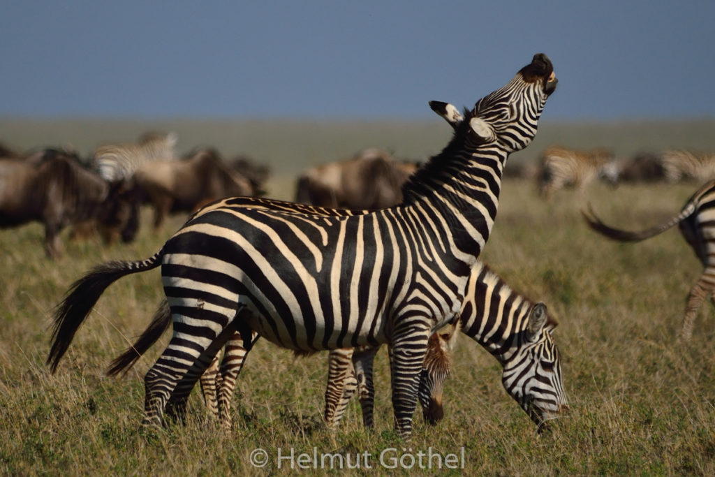 Zebra, Hengst, TanSer_2017-03-02. TEL_6660-A.jpg