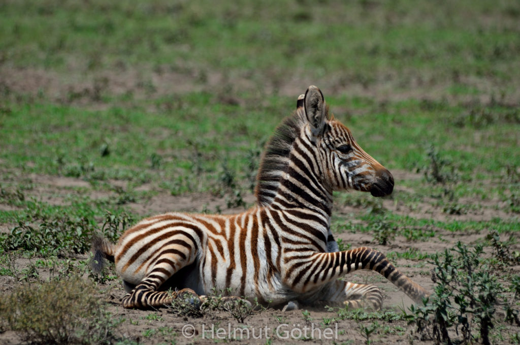 Zebra, Jungtier, TanNdu_2017-02-26, TEL_4389.jpg