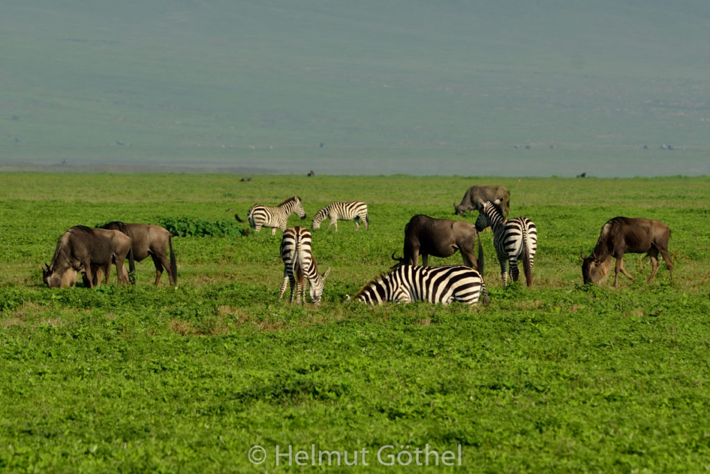 Zebras & Gnus, TanNgoNgo_2017-03-03, TEL_7027.jpg