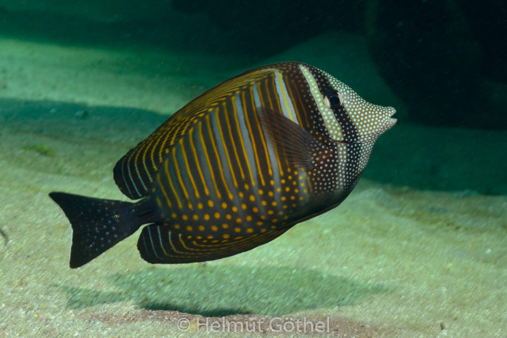 Zebrasoma desjardinii, Indischer Gestreifter Segelflossen-Doktorfisch, RMUBHaRisü_2012-08-24, DSC_2980.jpg