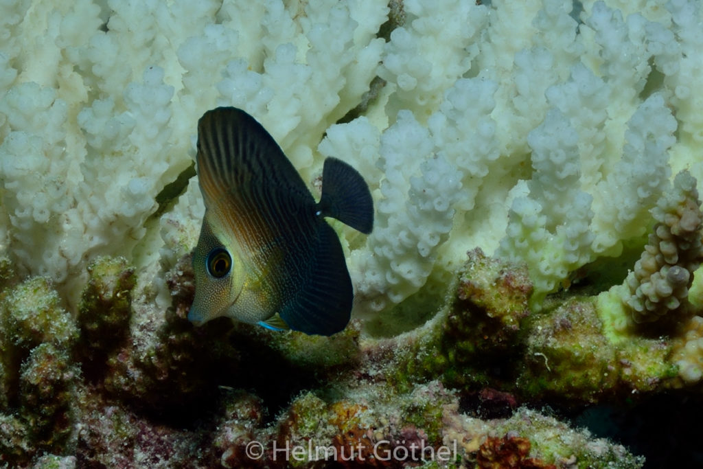 Zebrasoma scopas, Braunschwarzer Segelflossen-Doktorfisch, juvenil, MalEmbHaRiJe_2015-09-18, DSC_8827.jpg