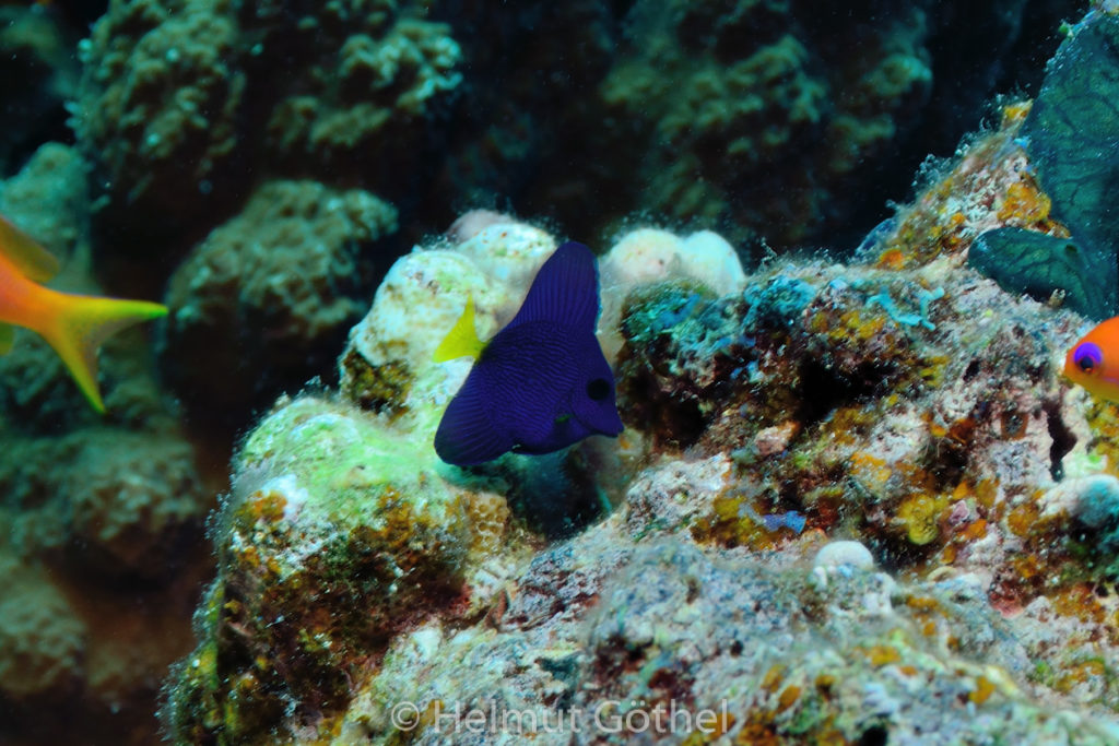 Zebrasoma xanthurum, Blauer Segelflossen-Doktorfisch, juvenil, RMUBMesü_2012-08-26, DSC_3177.jpg