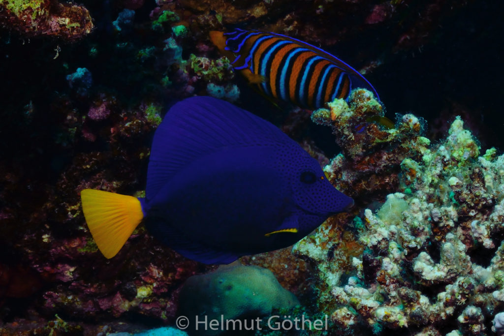 Zebrasoma xanthurum, Blauer Segelflossen-Doktorfisch, RMCoBeHaRisü_2014-06-27, nachm, DSC_5632.jpg